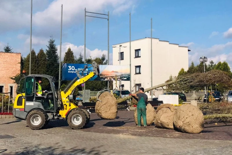 Na rynku w Rydułtowach pojawiły się drzewa